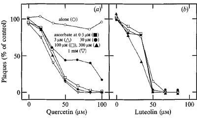 quercetin-luteolin-antiviral.gif