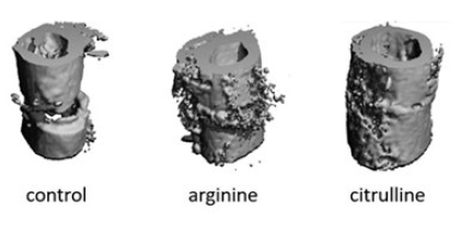 citrulline-bone-fracture-healing-1.gif