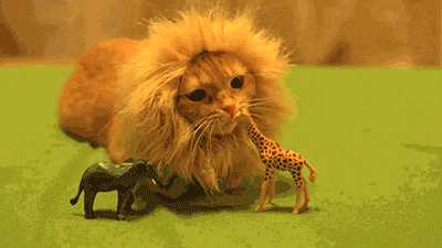 PL4y8uS.gif
