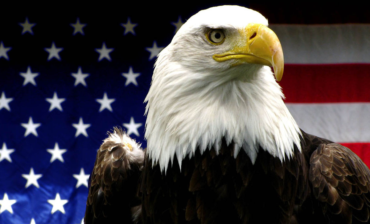 American_Bald_Eagle.jpg