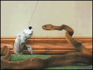 gifko.gif