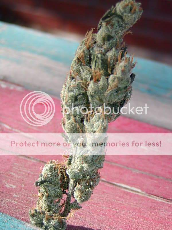 78Blue_G13Skunk_33.jpg