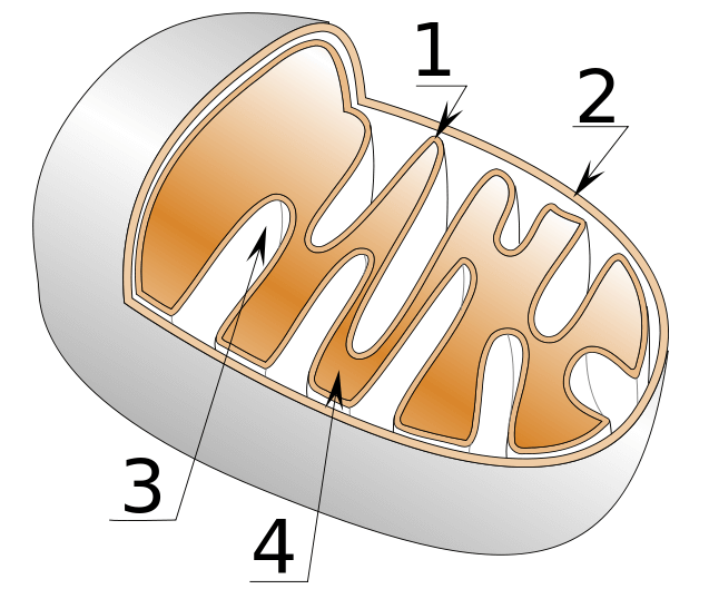 Mitochondria diagram