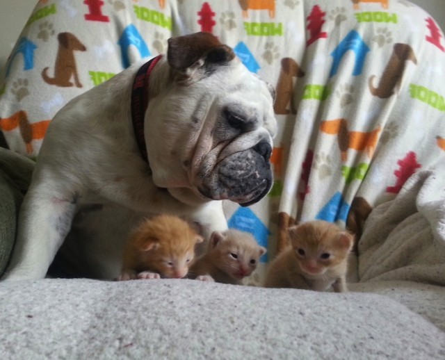 Hammie-and-Kitten-3-640x518.jpeg