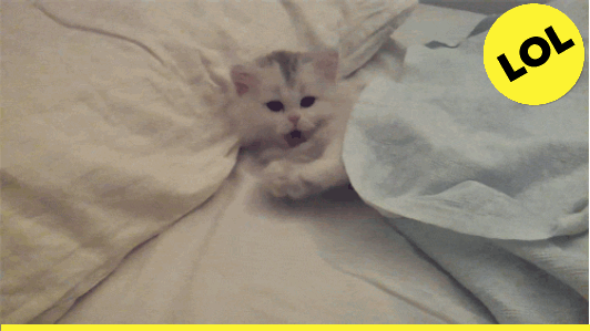 Morning.152308.gif