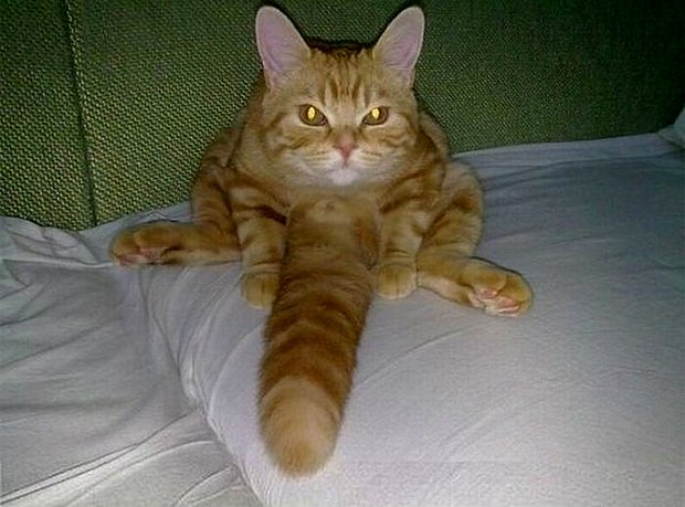 cat6.jpg
