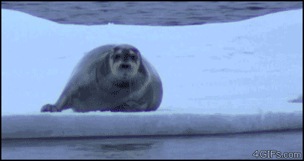 pQbJI.gif