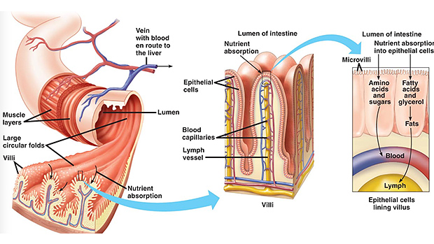 Villi
