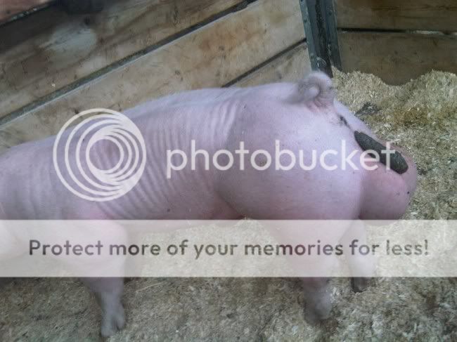 Poop-balls-pig-650x487.jpg