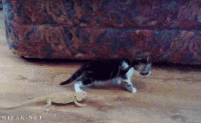 tumblr_mmqdh09RHS1qb5gkjo1_400.gif