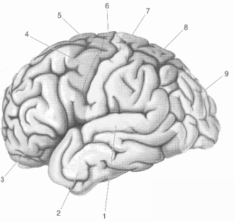 brainsfunction.gif