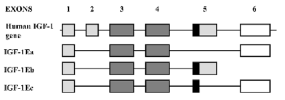 mgf-chart.gif