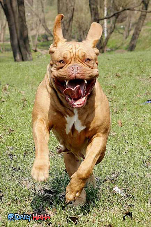 running_slobbering_dog.jpg