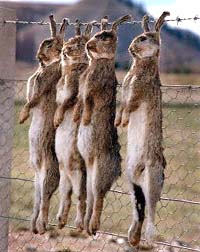 rabbit-warfare-bg.jpg