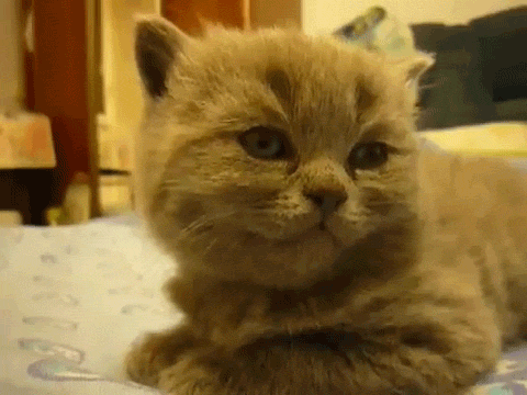 OnSUt34.gif