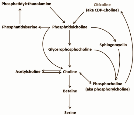 citicolinemetabolism.gif