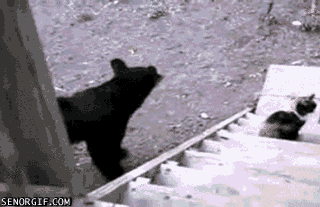 vdv5L.gif