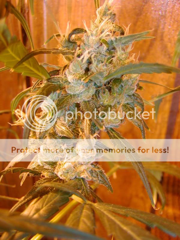 78Blue_G13Skunk_10.jpg
