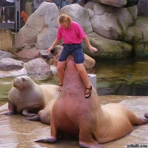 Dirty_Walrus.jpg