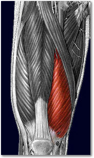 Vastus Medialis