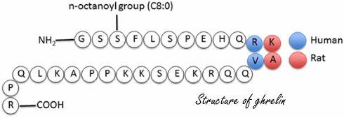 structure-of-ghrelin.gif