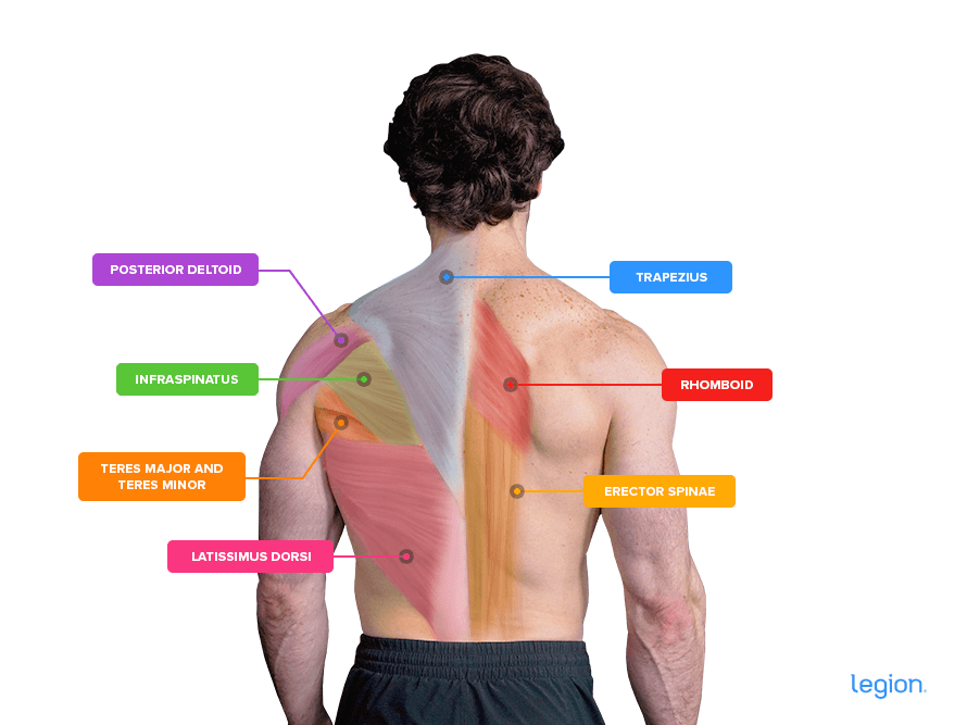 chest supported t bar row