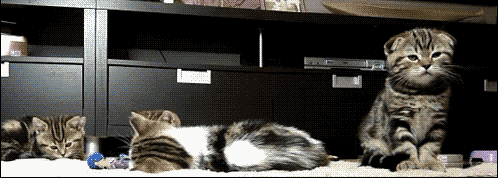 Focrl.gif