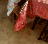 tumblr_m1wsma4NGU1qfjjglo3_250.gif