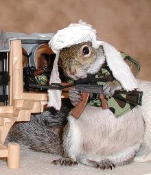 squirrel_extremist.jpg