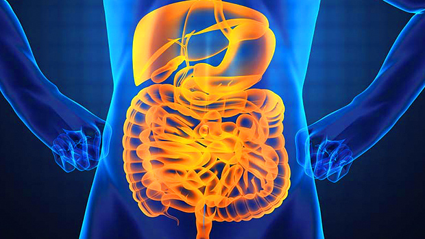 Gut
