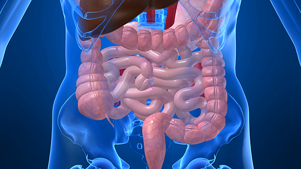 digestive-system