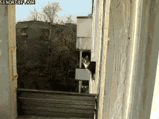 1320896200406-1.gif
