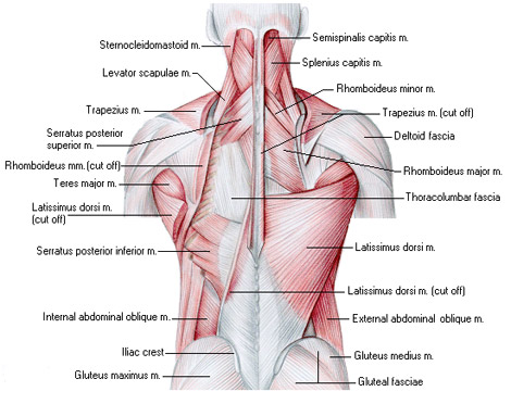 backmuscles.jpg