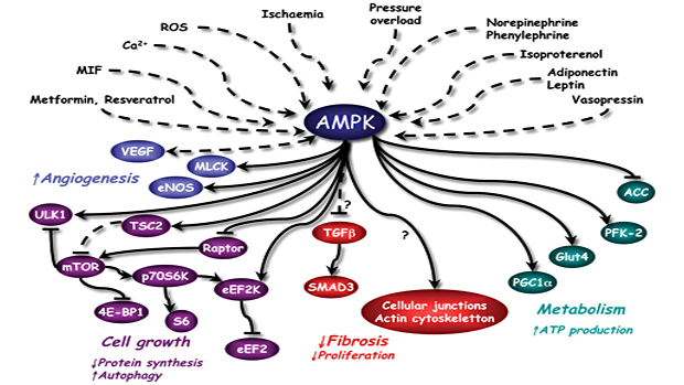 AMPK