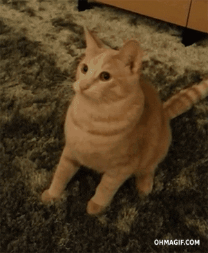 giphy.gif