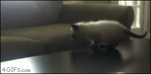 tumblr_m5qf4uqrZw1qdlh1io1_400.gif