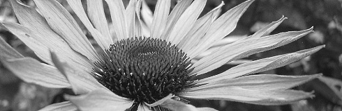 echinacea-purpurea-flower-pic.jpg