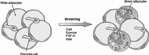 irisin-fat-cells.gif