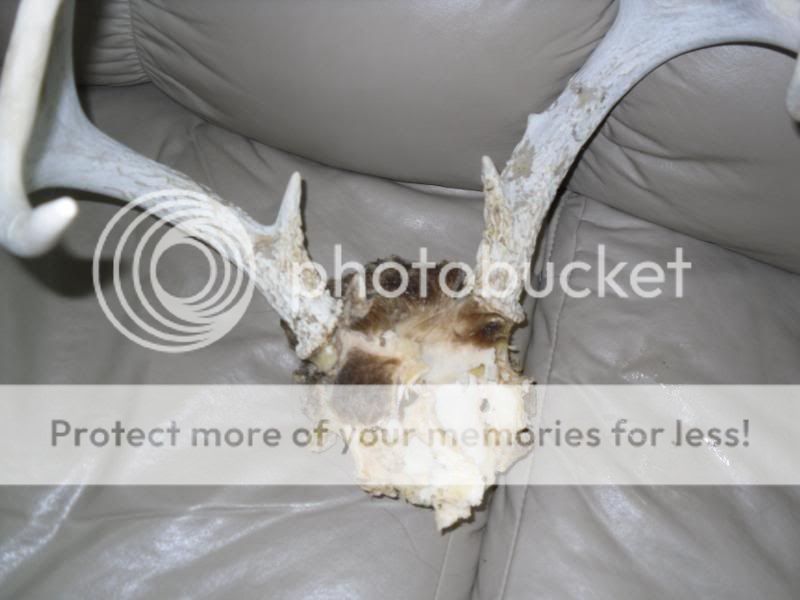 remount067.jpg