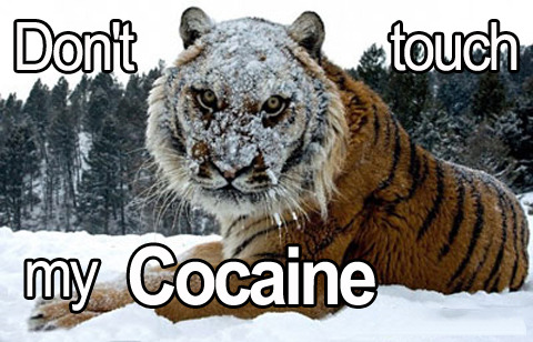 tumblr_lhr8a5a6M21qfd5a4o1_500.jpg
