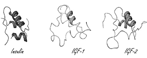 insulin-igf1-igf2.jpg
