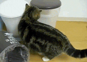 catgifpage86.gif