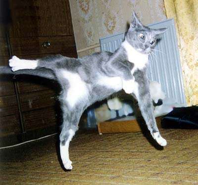 29503-ninja-cat.jpg