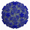 rhinovirus16.gif