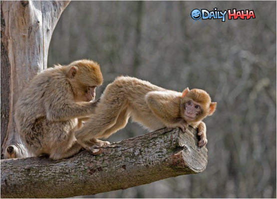 monkey_butt_inspector.jpg