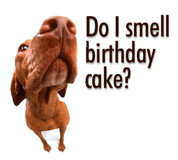 smell-cake-flash.gif