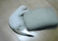 pIyNW.gif