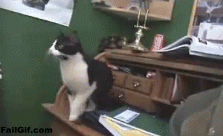 FGCat_jumps.gif