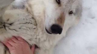 Maiah-the-Wolf1.gif