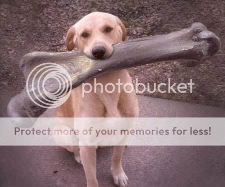 dogwithabone.jpg